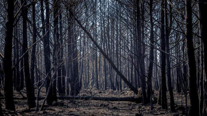 Estabilizado y sin ningún frente activo el incendio de Bejís tras quemar casi 20.000 hectáreas