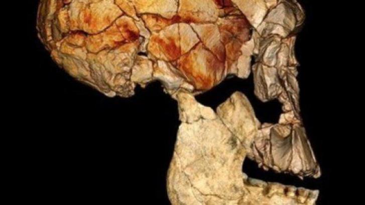 El 'homo erectus' ya andaba como el hombre moderno hace 1,5 millones de años