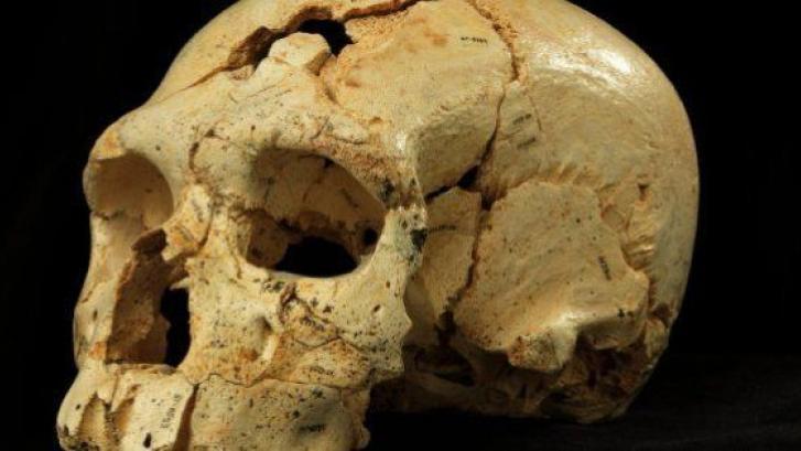 Hallan 17 cráneos en Atapuerca que aportan luz sobre los neanderthales