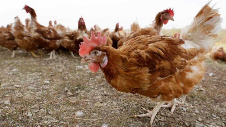 La OMS confirma un segundo caso de gripe aviar en un trabajador de una granja de Guadalajara