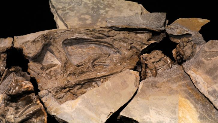 Un dinosaurio cojo dejó sus huellas en España hace 129 millones de años