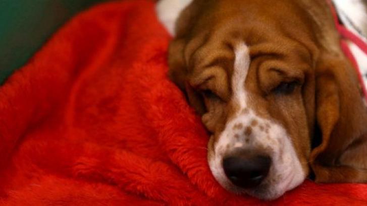 ¿Leen los perros la mirada de los seres humanos?