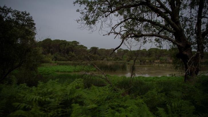 Alerta por descenso de agua en la mayor parte de las zonas del acuífero de Doñana