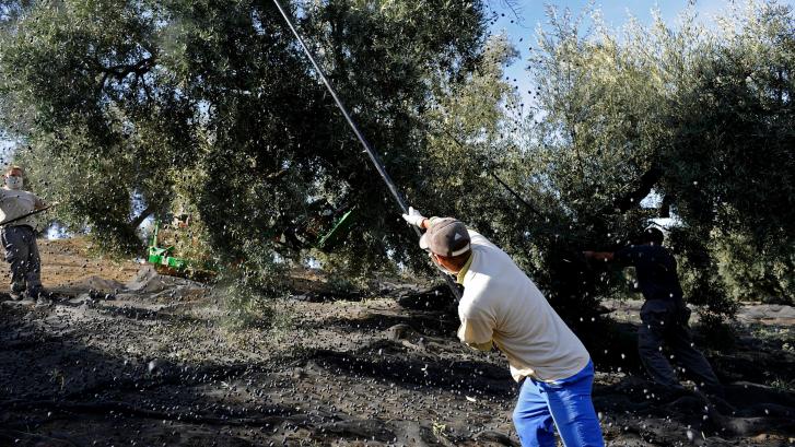 El campo andaluz se ahoga: 