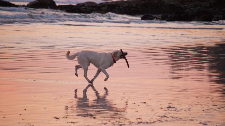 Vacaciones con perros en España - Dónde ir, mejores playas