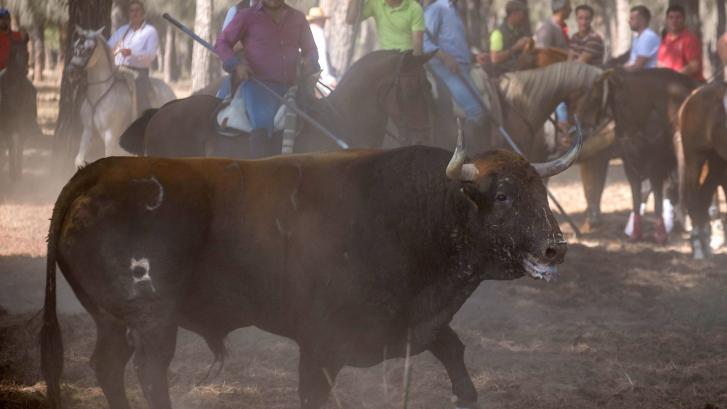La Justicia de Castilla y León suspende el Toro de la Vega tal y como se había previsto este año