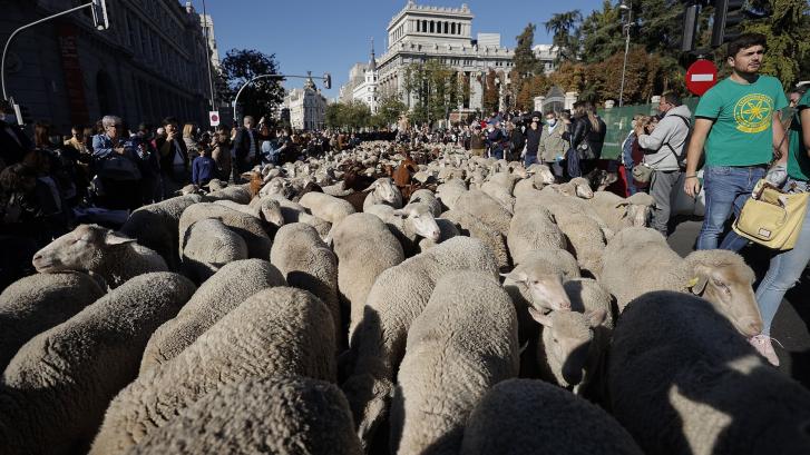 Madrid no se duerme contando ovejas