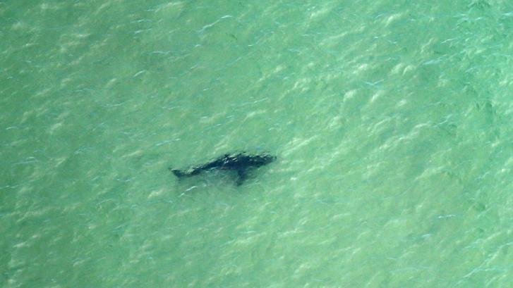 Muere un surfista en California (EEUU) tras ser atacado por un tiburón blanco