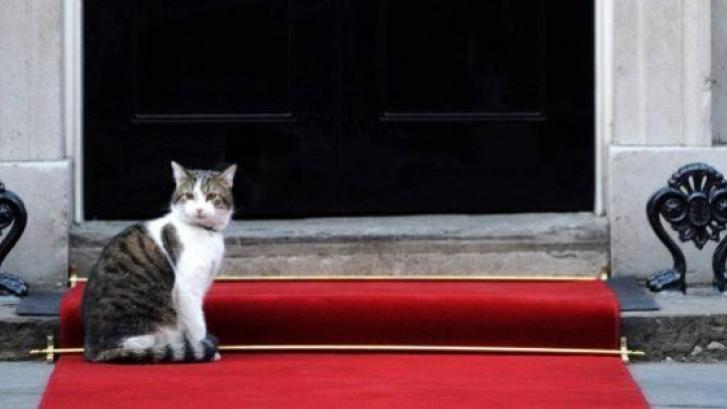 Cameron se va de Downing Street pero deja a su gato Larry