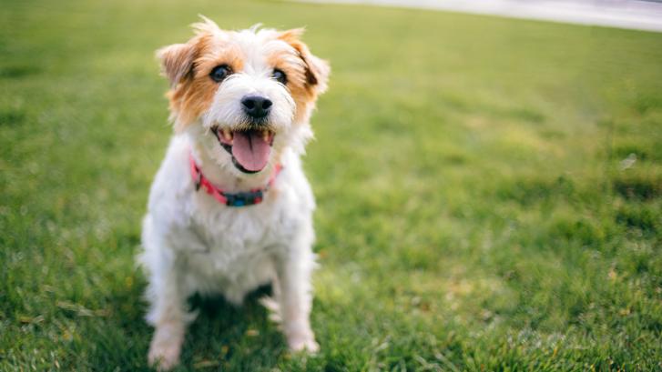 Un parásito canino podría ayudar a combatir cánceres incurables