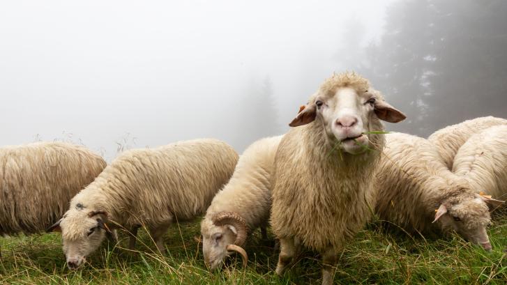 El caso de las ovejas chinas que llevan más de 12 días dando vueltas