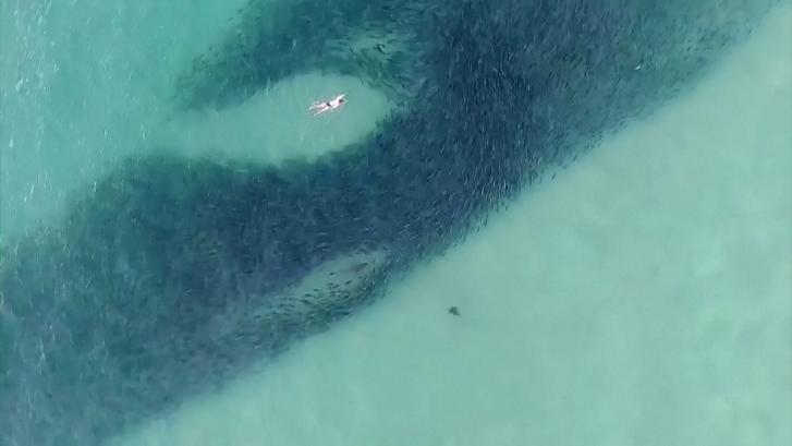 Decenas de surfistas nadan sin saberlo junto a dos tiburones hambrientos en Australia