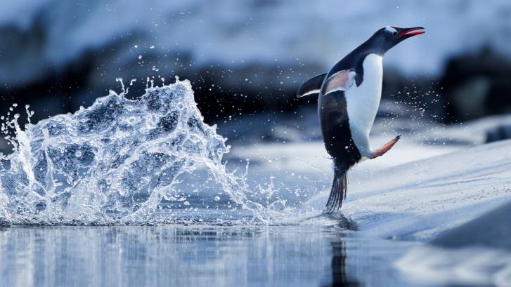 Un pingüino se mete en el bote de unos turistas para escapar de una orca