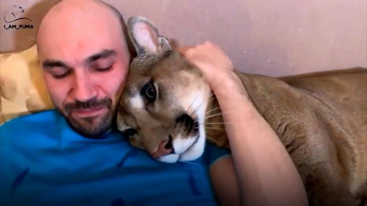 Una pareja de psicólogos compra un puma como mascota
