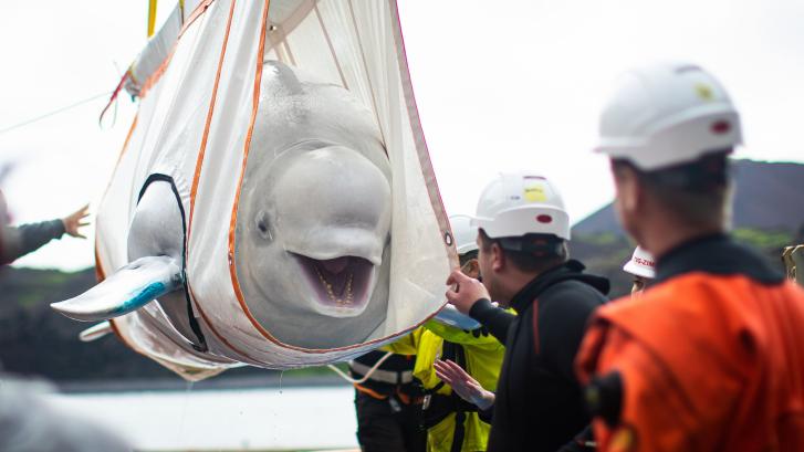 Liberan dos ballenas beluga en un santuario de la costa de Islandia