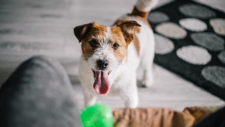 El 70% de perros y gatos mayores de 3 años sufren enfermedad periodontal: qué y cómo atajarlo