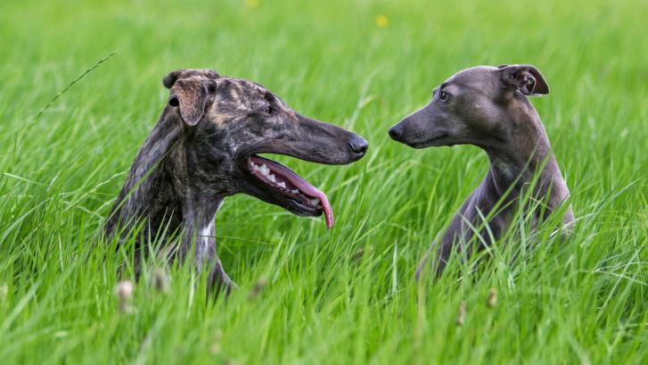 El PSOE contradice a UP y dice que la Ley Animal saldrá excluyendo a los perros de caza