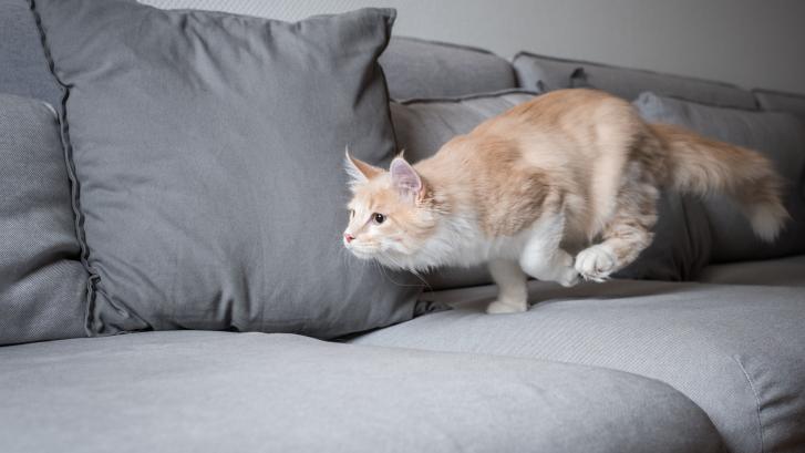Revolucionario invento para que tu gato haga las necesidades en el váter