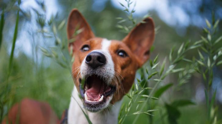 Esta es la raza de perro que menos ladra