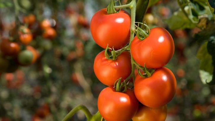 La lenta agonía del tomate canario: menos cultivo, la competencia de Marruecos y un 