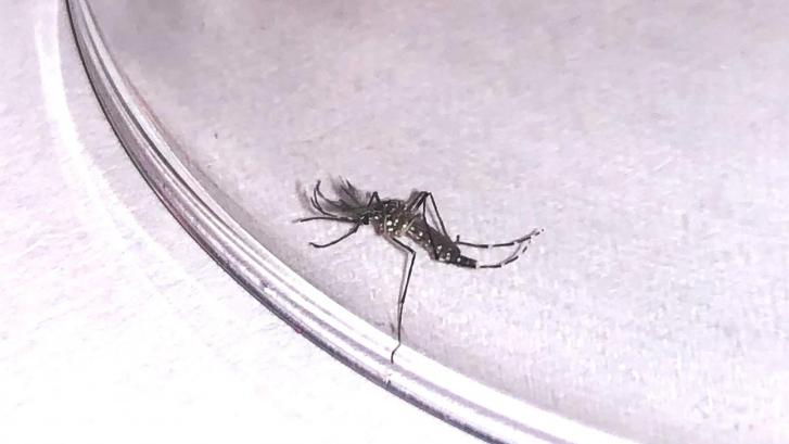 Canarias, en alerta al encontrarse un ejemplar de mosquito del virus del Zika