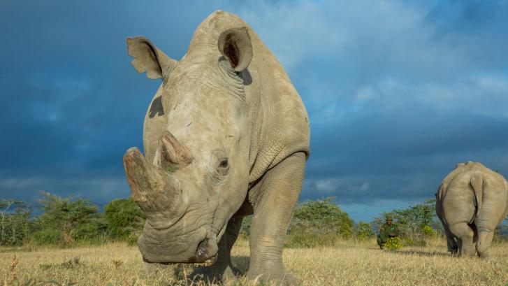 La única opción para salvar al rinoceronte blanco del norte es un vientre de alquiler