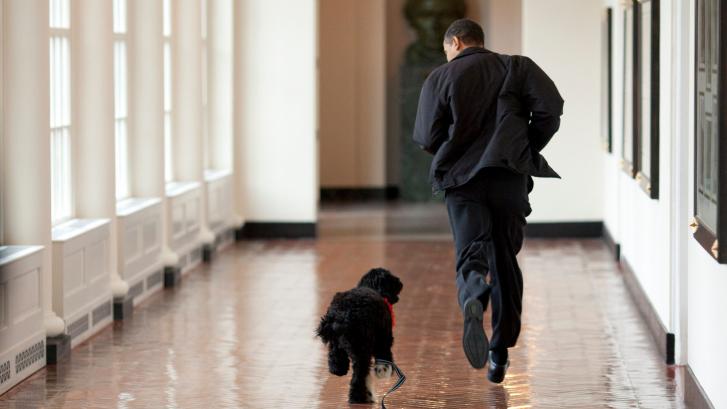 Muere Bo, el perro de los Obama