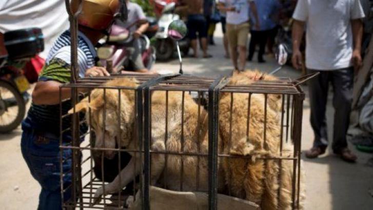 Miles de perros morirán en este festival de cocina de China