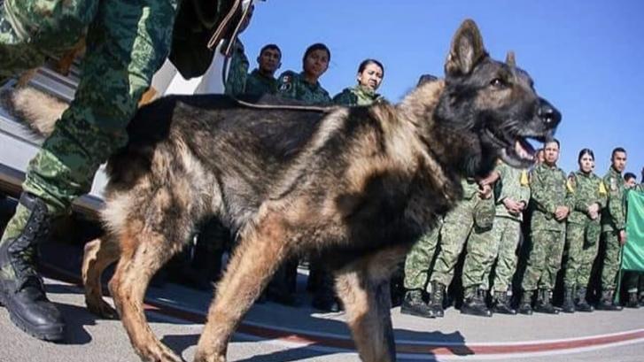 Proteo, un perro rescatista mexicano, fallece en las labores de rescate del terremoto de Turquía