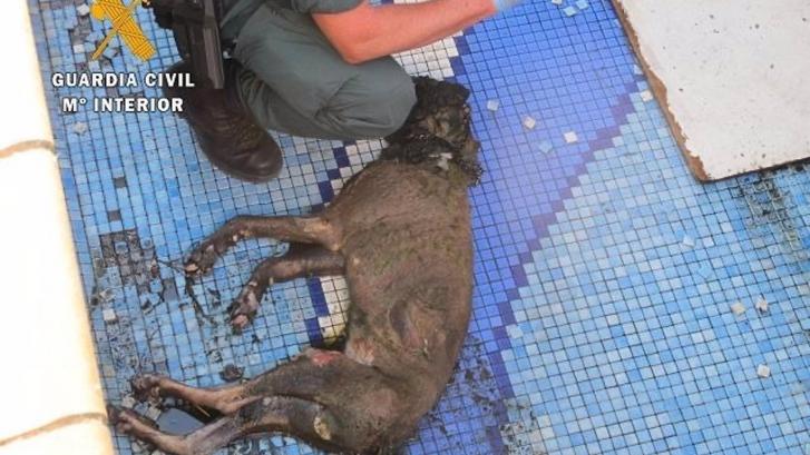 Condenada a nueve meses de cárcel una mujer de Granada que dejó morir a su perro de hambre y sed