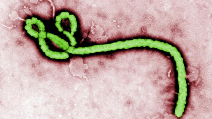 La OMS alerta del virus de Marburgo: una fiebre hemorrágica al estilo del ébola