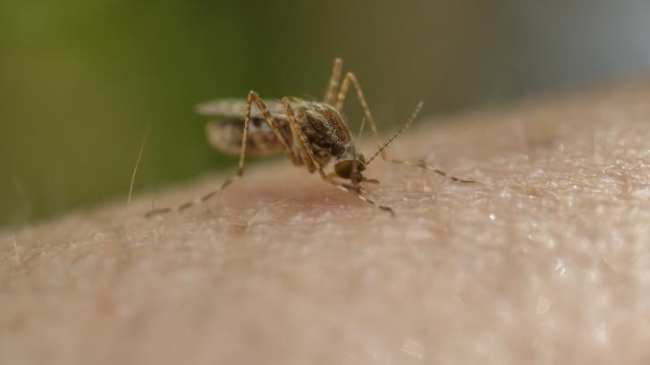 Los mosquitos portadores de la malaria se expanden a una velocidad nunca vista