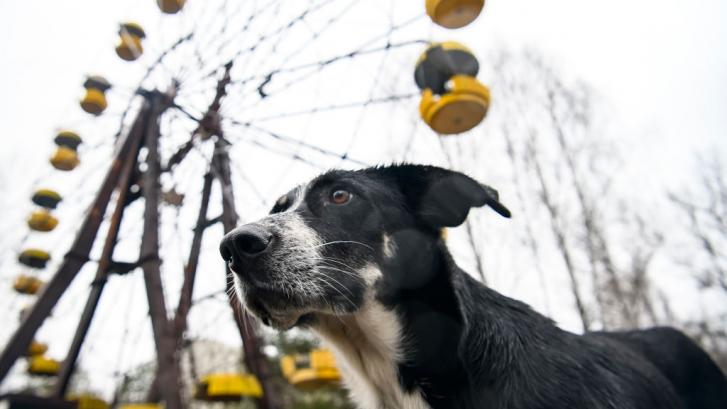 El extraño caso de los perros genéticamente distintos de Chernóbil