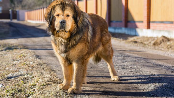 Esta es la raza de perro más grande y más cara del mundo