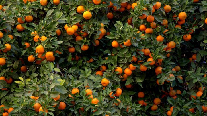 A la naranja valenciana le sale un duro rival en África