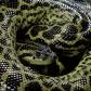 Un ecologista acepta dejarse comer por la serpiente más grande del mundo y detienen el reto en directo: "Mi cara, necesito ayuda"