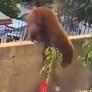 Una señora enfrenta a una osa y su cría y lo que hace después te dejará sin palabras