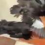Estos pájaros fingen estar heridos para conseguir comida gratis y se vuelven virales