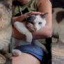 Encuentran un gato callejero, parecía demasiado salvaje y acaban conquistando su corazón: "Gracias por salvarle"