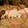 Un elefante se enfrenta solo a una manada de leones: "Es el verdadero rey de la sabana"