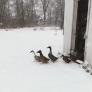 Una familia de patos se interesa por la nieve pero al pisarla cambia muy rápido de opinión