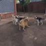 El perro al que todos respetan sin ni siquiera ladrar ni hacer un gesto