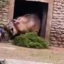 El momento en el que una persona es atacada por el animal más peligroso de África y logra escapar sin un rasguño
