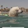 Nilo, el caniche socorrista que causa sensación en la playa de Málaga