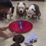 El divertido juego de un hombre con sus tres perros: "Tiempo de calidad"