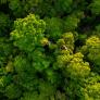 Alerta por el árbol más peligroso del mundo: quienes lo tocan mueren al instante y se oculta en este lugar