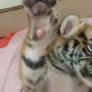 El relajante masaje a un pequeño tigre recién nacido: "Simplemente míralo"