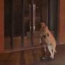 No pueden creer la forma de pasear del perro labrador: el vídeo ha alcanzado más 4 millones de visualizaciones en 24 horas
