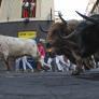 Así ha sido el quinto encierro, el más rápido de los Sanfermines 2025