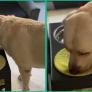 Un Golden Retriever enseña en redes que los modales nunca deben perderse